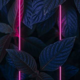 iPhone 12 neon wallpaper