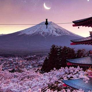 Japan aesthetic iPhone wallpaper