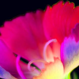 iPhone 12 neon wallpaper