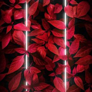 iPhone 12 neon wallpaper