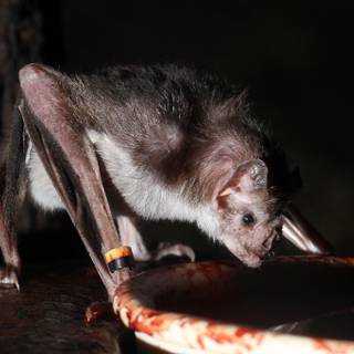 Vampire bat drinking blood wallpaper