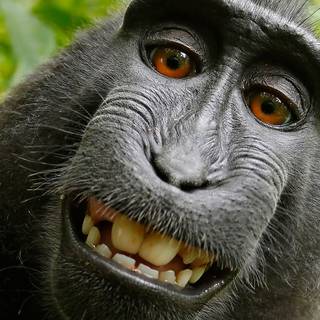 Drippy monkey wallpaper