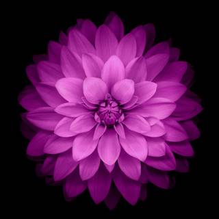 Flowers mobile wallpaper