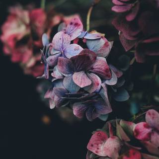 Flowers mobile wallpaper