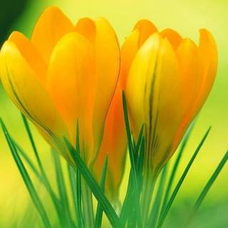 Flowers mobile wallpaper