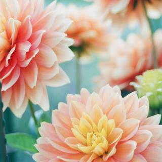 Flowers mobile wallpaper