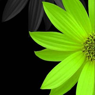 Flowers mobile wallpaper