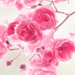 Flowers mobile wallpaper