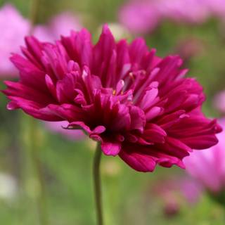 Flowers mobile wallpaper