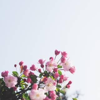 Flowers mobile wallpaper