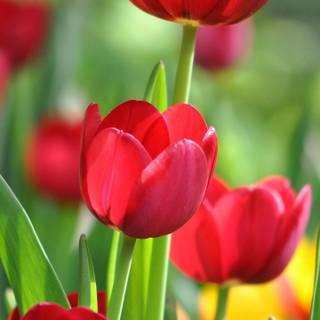 Flowers mobile wallpaper