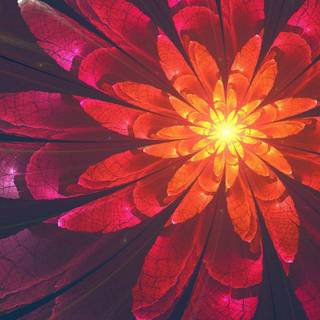 Flowers mobile wallpaper