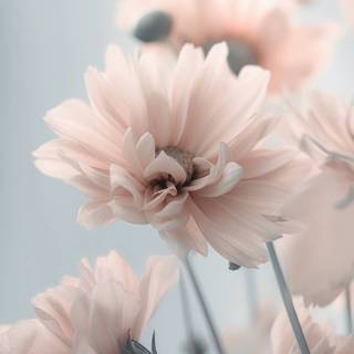 Flowers mobile wallpaper