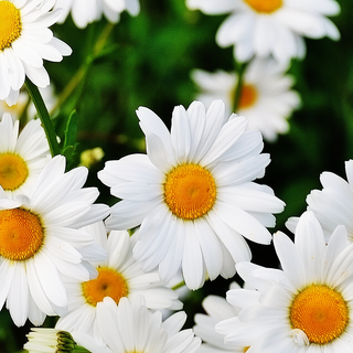 Flowers mobile wallpaper