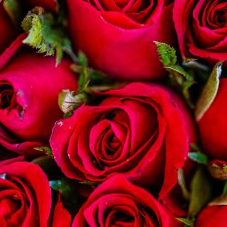 Flowers mobile wallpaper