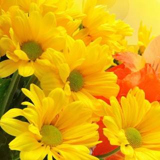 Flowers mobile wallpaper