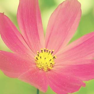 Flowers mobile wallpaper