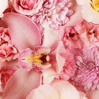 Flowers mobile wallpaper