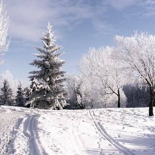 Snow winter nature wallpaper