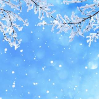 Snow winter nature wallpaper