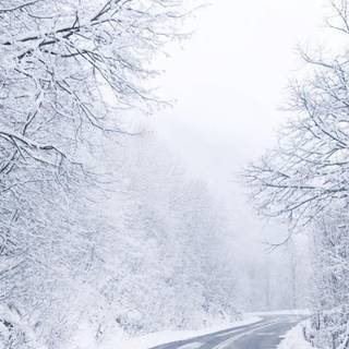 Snow winter nature wallpaper