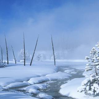 Snow winter nature wallpaper