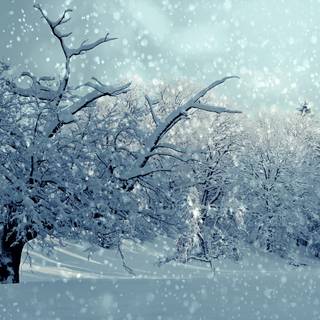Snow winter nature wallpaper
