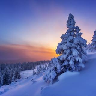 Snow winter nature wallpaper