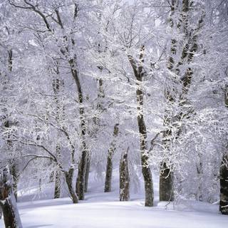 Snow winter nature wallpaper