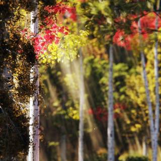 Autumn Ferrari wallpaper