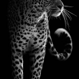 Leopard phone wallpaper