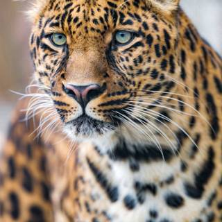 Leopard phone wallpaper