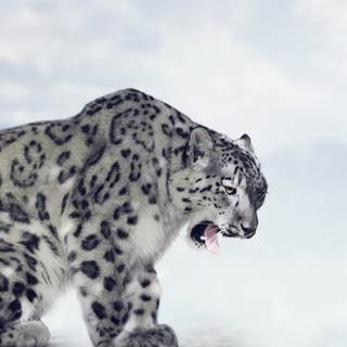 Leopard phone wallpaper