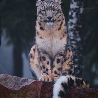 Leopard phone wallpaper