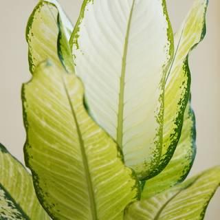 Galaxy S23 plus wallpaper