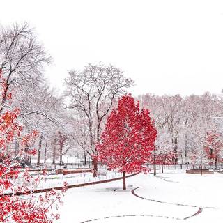 Preppy winter aesthetic wallpaper