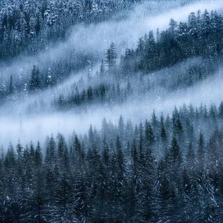 Fog winter trees wallpaper