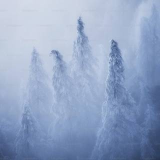Fog winter trees wallpaper