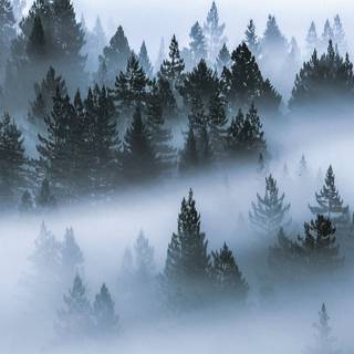 Fog winter trees wallpaper