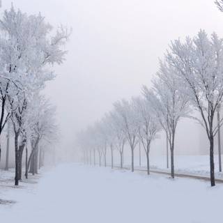 Fog winter trees wallpaper