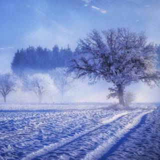 Fog winter trees wallpaper