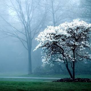 Fog winter trees wallpaper