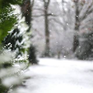 Blurred winter trees wallpaper