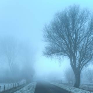 Foggy winter trees wallpaper