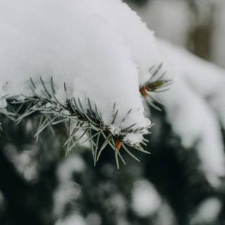 Blurred winter trees wallpaper