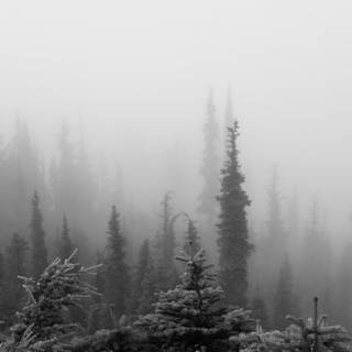 Fog winter trees wallpaper