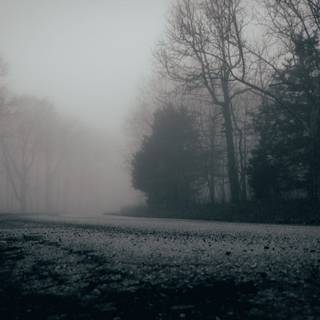 Foggy winter trees wallpaper