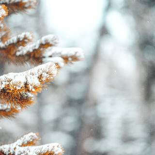 Blurred winter trees wallpaper