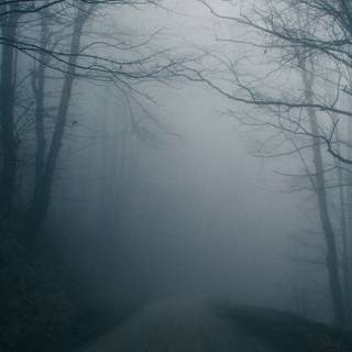 Foggy winter trees wallpaper