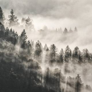 Foggy winter trees wallpaper